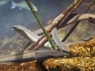 В Миорском районе функционирует уникальная ферма по выращиванию угря